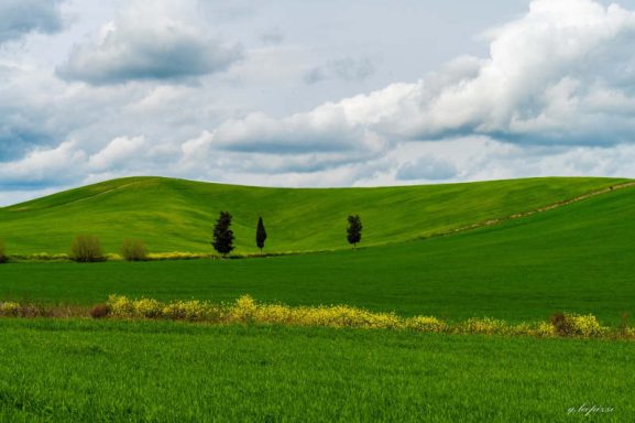 pomarico