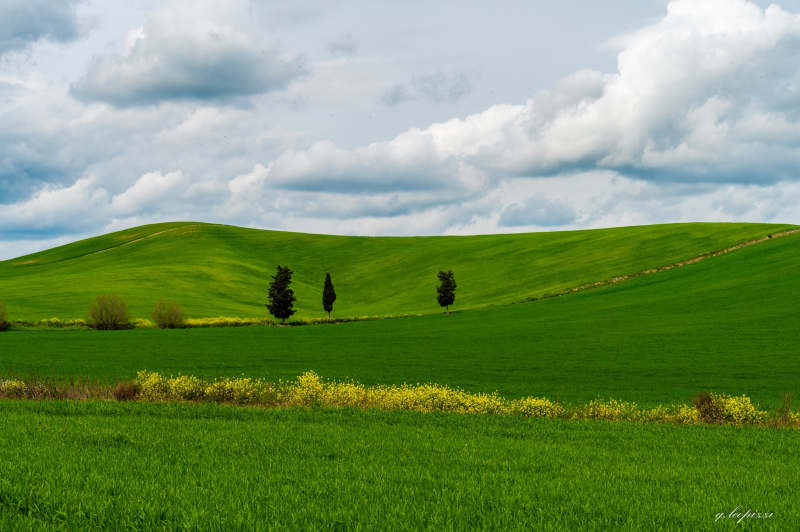 pomarico